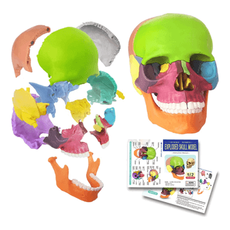 Evotech Mini Human Skull Model (15 Parts)
